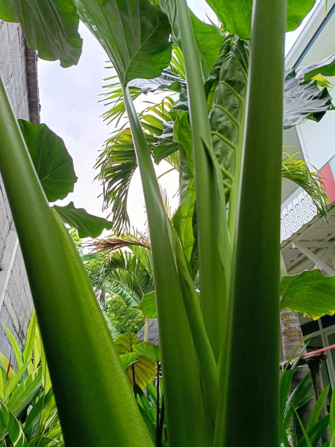 Baan Debtida * Banguecoque